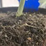 Promo seeds! MENTAL RAINBOW 🌈