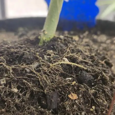 Promo seeds! MENTAL RAINBOW 🌈