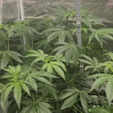 Promo seeds! MENTAL RAINBOW 🌈