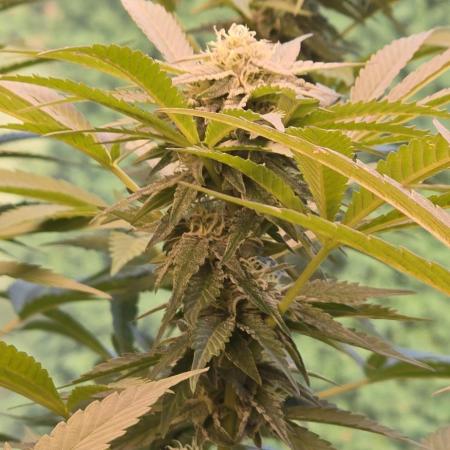 Blue sunset sherbert mother