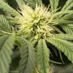 Promo seeds! MENTAL RAINBOW 🌈