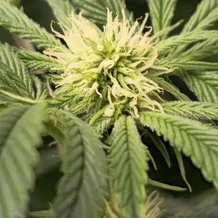 Promo seeds! MENTAL RAINBOW 🌈