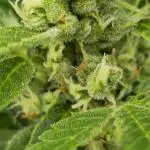 Apricot auto