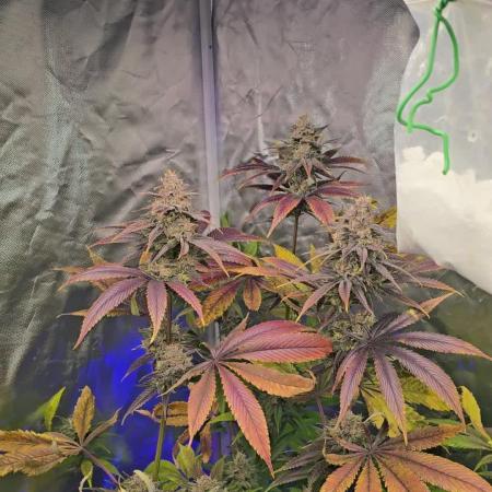 Sweet Mandarine 🍊 F1
