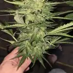 Radical Juice Auto outdoor