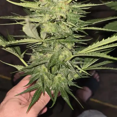Radical Juice Auto outdoor
