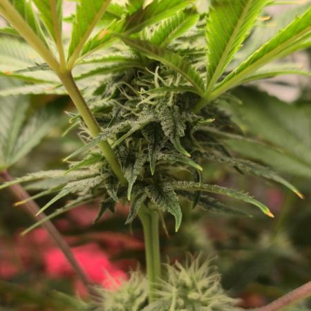 Promo seeds! MENTAL RAINBOW 🌈