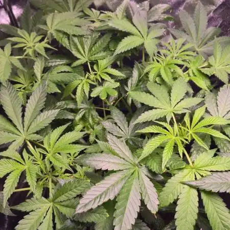 Promo seeds! MENTAL RAINBOW 🌈