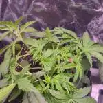 Promo seeds! MENTAL RAINBOW 🌈