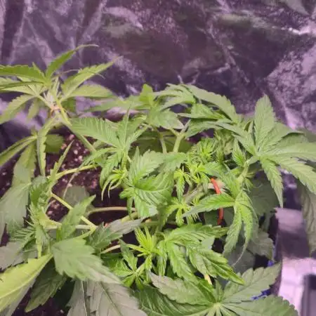 Promo seeds! MENTAL RAINBOW 🌈