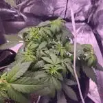 Sweet Mandarine 🍊 F1