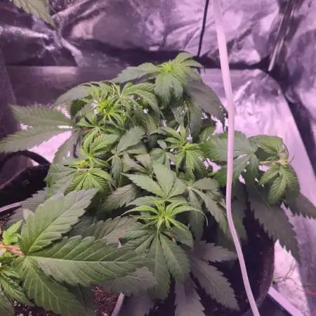 Sweet Mandarine 🍊 F1