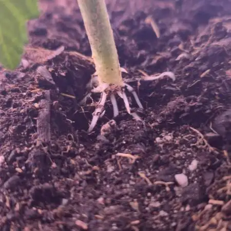 Monster Marker Sweet seeds!
