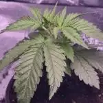 Promo seeds! MENTAL RAINBOW 🌈