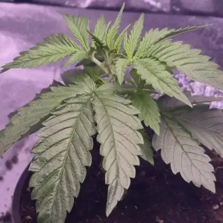 Promo seeds! MENTAL RAINBOW 🌈