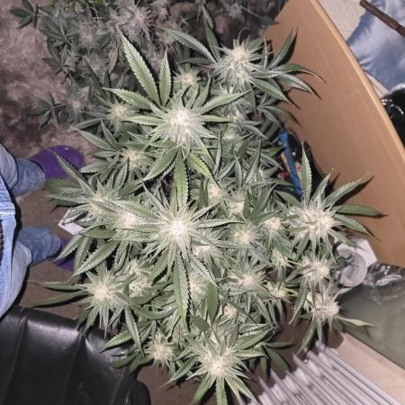 ❄️🍒Frozen black cherry on Soil