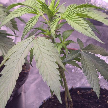 Sweet Mandarine 🍊 F1