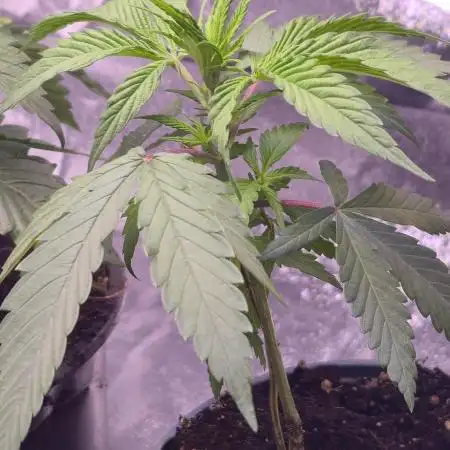 Sweet Mandarine 🍊 F1