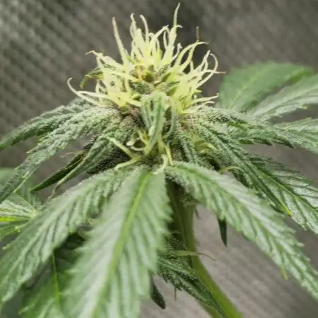 Sweet Mandarine 🍊 F1