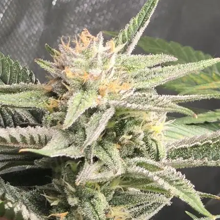 ❄️🍒Frozen black cherry on Soil