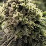 Promo seeds! MENTAL RAINBOW 🌈