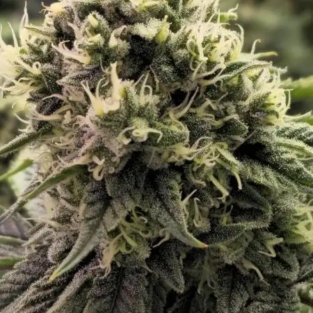 Promo seeds! MENTAL RAINBOW 🌈