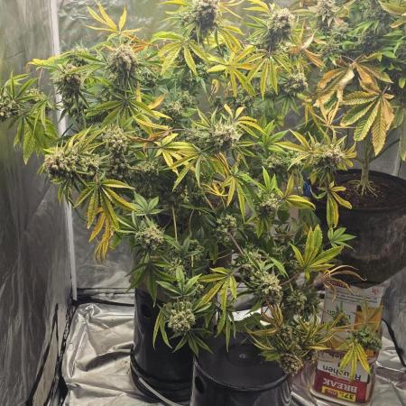 Promo seeds! MENTAL RAINBOW 🌈