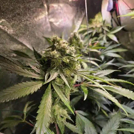 🍊🔥 Bicycle Blaze | Dopeseeds 