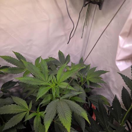 🇺🇸 Zozay Cut | Living Soil