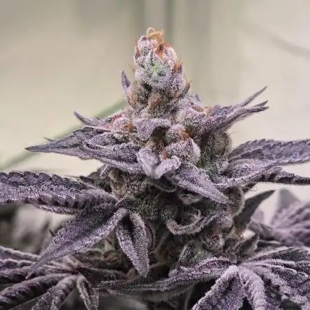 Radical Juice 🍇