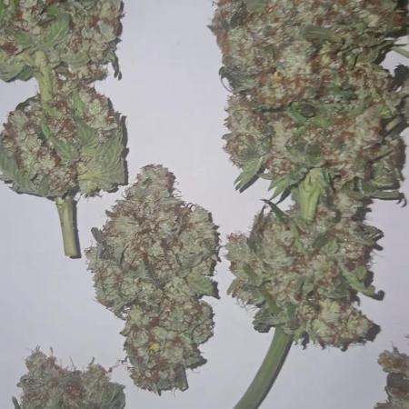 🍊🔥 Bicycle Blaze | Dopeseeds 