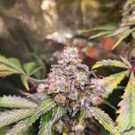 🍊🔥 Bicycle Blaze | Dopeseeds 
