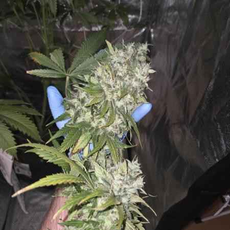 🍊🌸 Tiger Style | Living Soil |