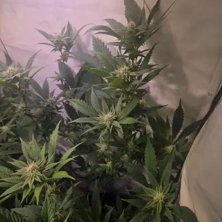 🇺🇸 Sherbanger#22 Cut | Living Soil