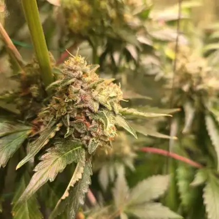 🍊🔥 Bicycle Blaze | Dopeseeds 