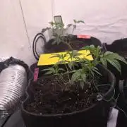 🇺🇸 Wizard Trees | Lemon fever 🍋