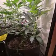 🇺🇸 Sherbanger#22 Cut | Living Soil