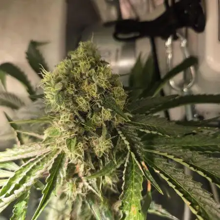 🍊🔥 Bicycle Blaze | Dopeseeds 