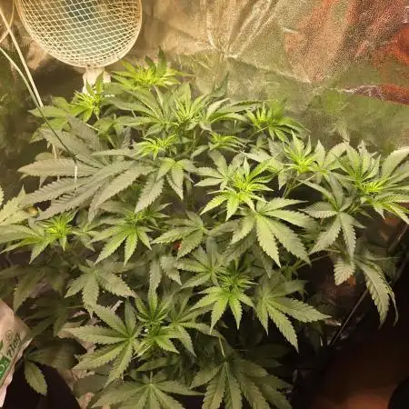 ❄️