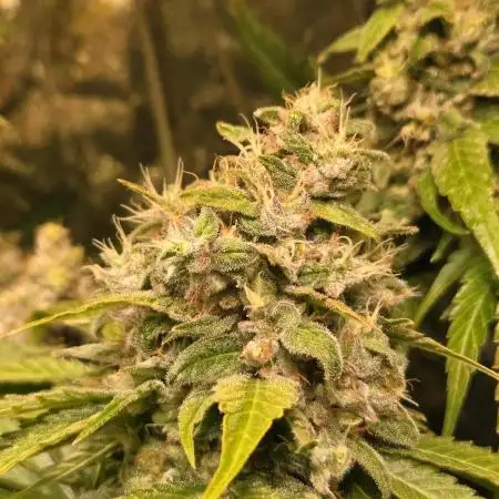 🍊🌸 Tiger Style | Living Soil |
