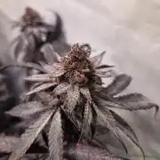 🇺🇸 Sherbanger#22 Cut | Living Soil