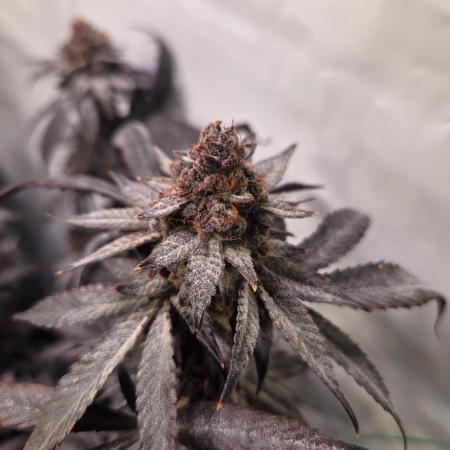🇺🇸 Sherbanger#22 Cut | Living Soil