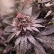 🇺🇸 Zozay Cut | Living Soil