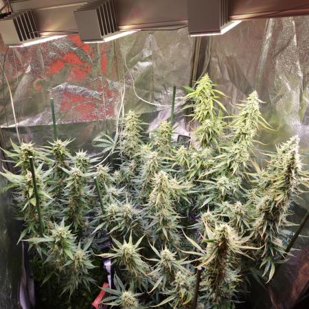 🍋 Sour Ripper Auto | Living Soil | FLO-Erde 🌱