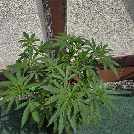 Pawg (Dopeseeds) Outdoor 🌱🌳