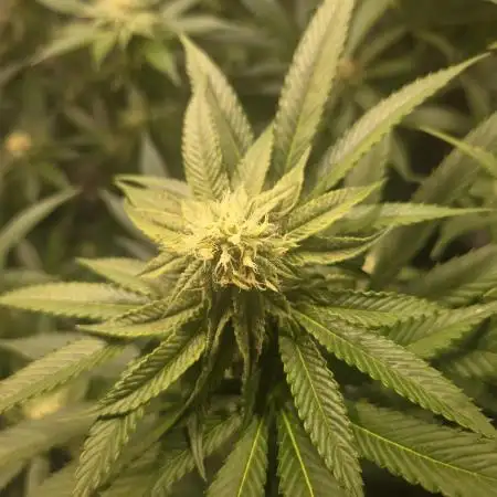 🇺🇸 Wizard Trees | Lemon fever 🍋