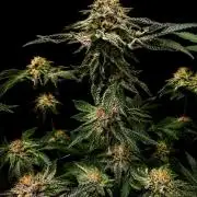 Dark Matter x Black Magic | Potion 🇺🇸