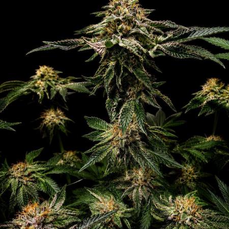 Dark Matter x Black Magic | Potion 🇺🇸