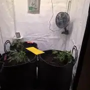 🇺🇸 Wizard Trees | Lemon fever 🍋