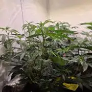 🇺🇸 Wizard Trees | Lemon fever 🍋